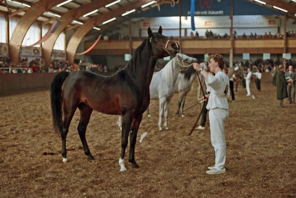 1984 AV-Siegerhengst Shahwan-001