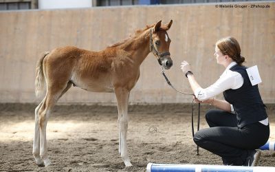 VZAP Veranstaltung „arabischer Adel im Norden“ vom 28.07.2018