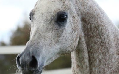 Fohlen, Stuten und Hengste auf der Kauber Platte