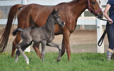 “Arabischer Adel Im Norden” am 28.7.18