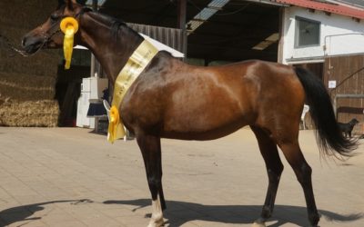 VZAP auf dem Enserhof