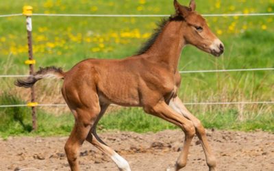 Notfallnummern Ammenstuten – Fohlennotdienst