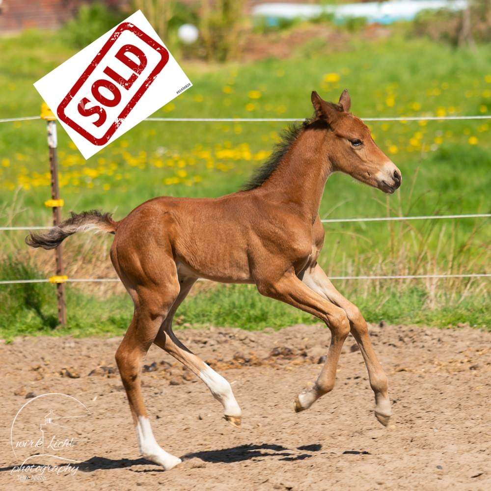 Fohlen Anja-Sold