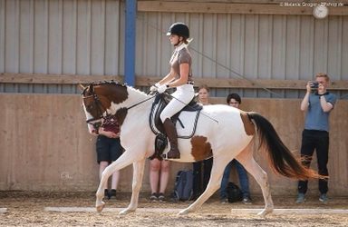 “Arabischer Adel im Norden” am 08.08.2020