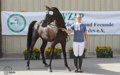 Bericht Verbandshengstschau und Körung
