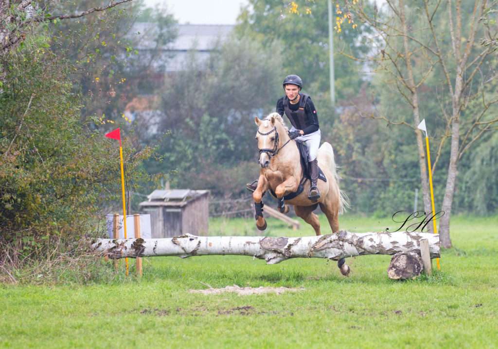 Hengstleistungsprüfung des VZAP