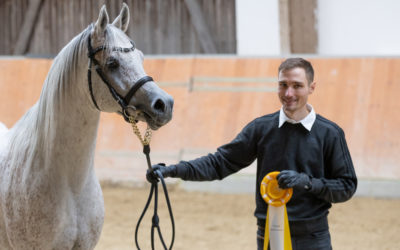 Erstes VZAP-Zuchtchampionat in Kranichstein – Leidenschaft, Qualität und Begeisterung rund um das Arabische Pferd