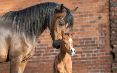 Fotowettbewerb zum Thema “Stuten mit ihren Fohlen”