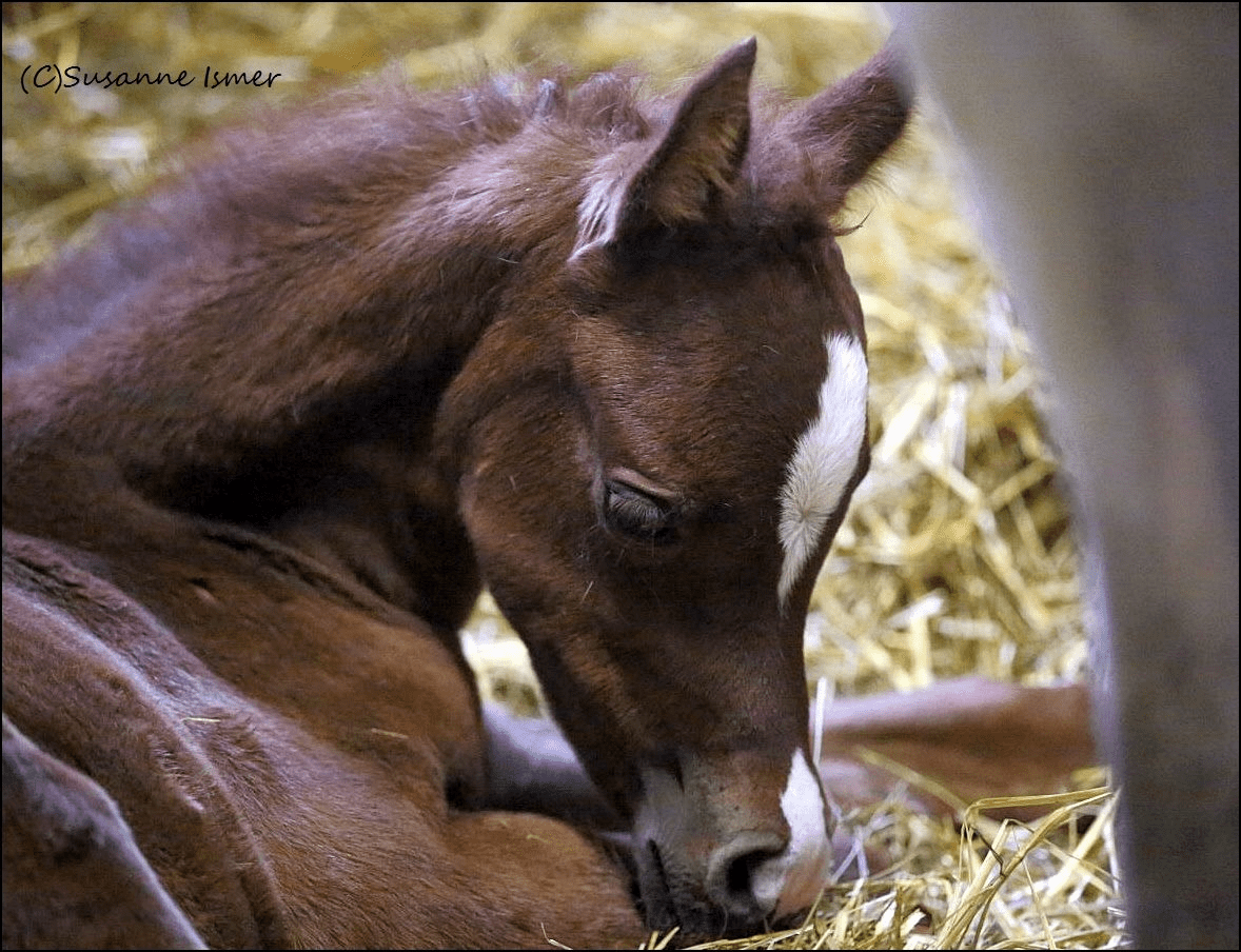 IS Epalla x Ascot DD 2019 (Foto: Susanne Ismer)