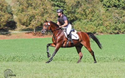 Hengstleistungsprüfung in Marbach 23.-25.08.2019