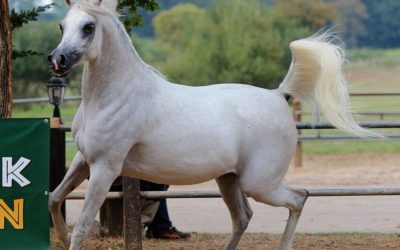 Ergebnisse Prämienschau