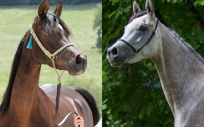 Stationsprüfung für Stuten in Marbach