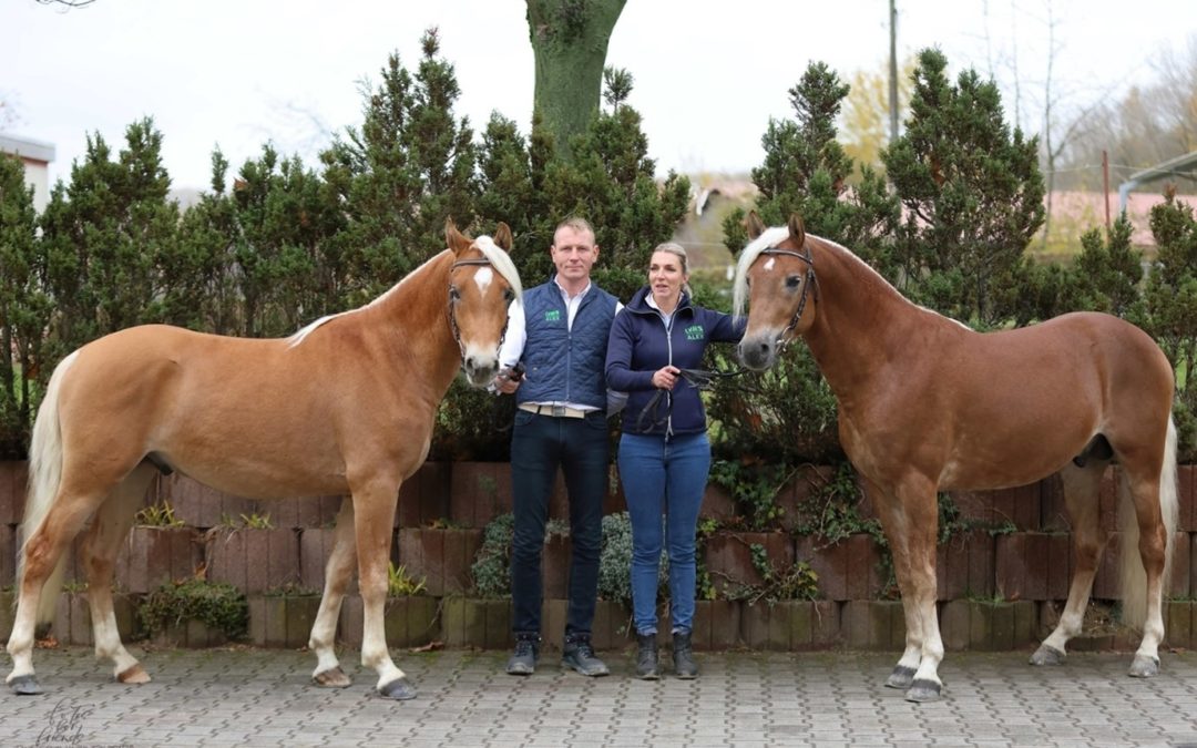 Zwei Edelbluthaflingerhengste des Hengstes Euraan ox für die Veredlungskreuzung gekört