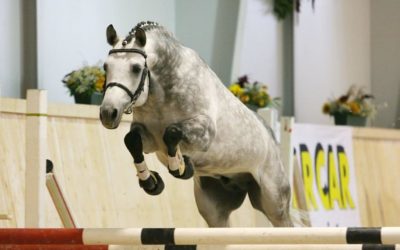 Körung, Hengsteintragung, Stuten- und Fohlenprämierung im Jahr 2020