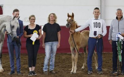 Arabische Pferde in Westfalen