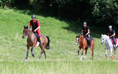 Deutsche Meisterschaft der Distanzreiter