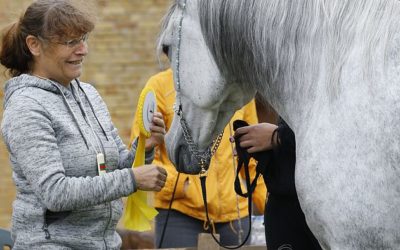 Stuten- und Fohlenprämierung in Coswig/Sachsen-Anhalt am 05.09.2020