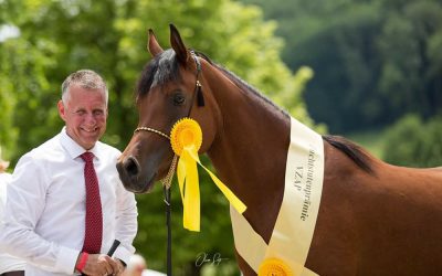 Prämienschau in Marbach