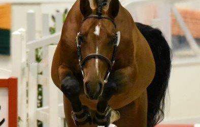 Halbbluthengst Springsieger auf der Trakehner Körung 2020