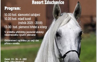 Nationale Pferdeschau der Shagya-Araber in Tschechien