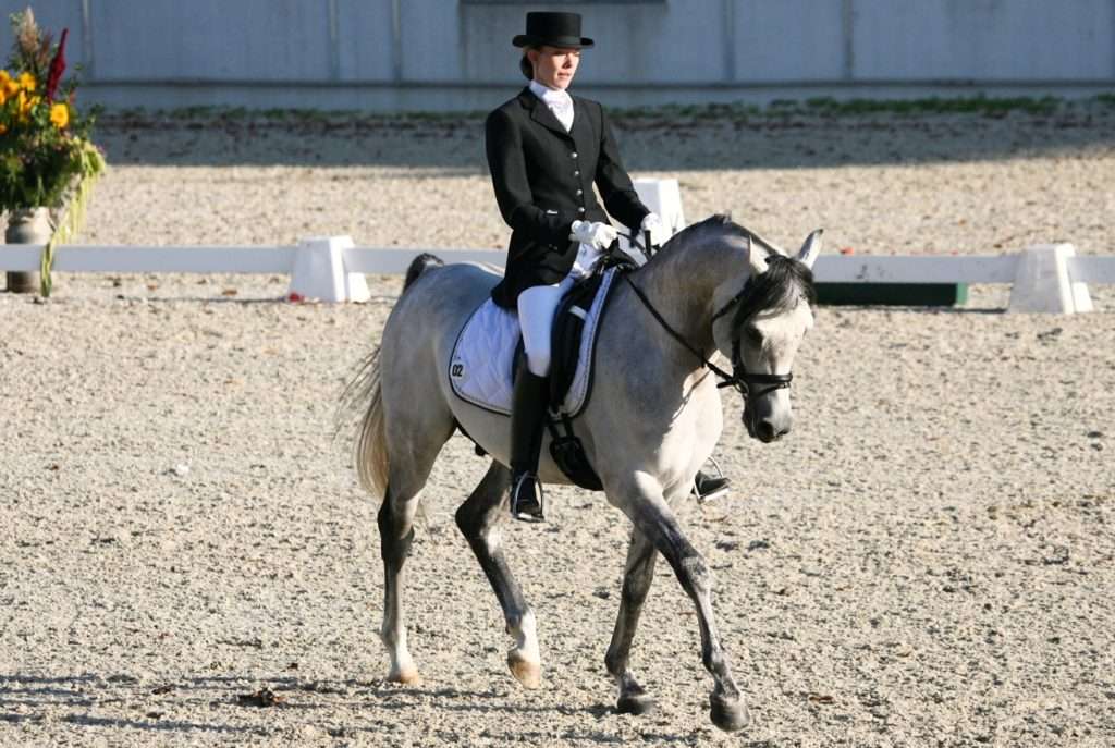 Reitturnier Bad Oldesloe
