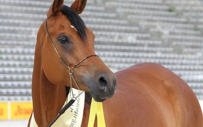 Stuten- und Fohlenprämierung in Ströhen bei Zeevenhoven – fällt aus –