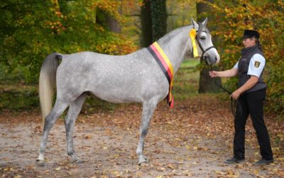 Übersicht der Hengste der Körung & Verbandshengstschau 2024