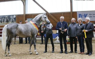 Bericht VHS und Körung Alsfeld 2019