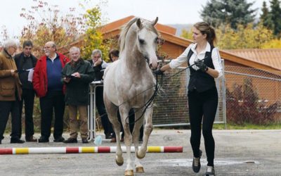 An alle Hengsthalter