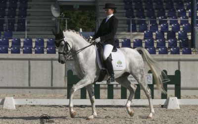 Dressur 2011