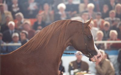 King Kubinec hat uns verlassen