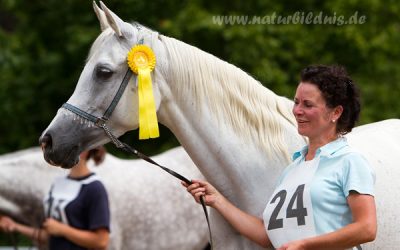 Sachsenaraber 2012