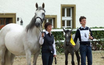 Rheinische Araberzüchter erfolgreich bei Fohlenschau in Westfalen