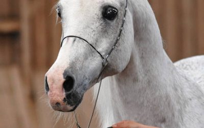 Santhos gewinnt die WAHO-Trophy 2009