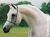 Ansata Halim Shah (Ansata Ibn Halima x Ansata Rosetta) (Foto: E. Escher)