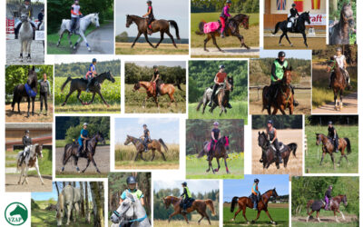 Ergebnisse Sportpferdeplaketten 2025