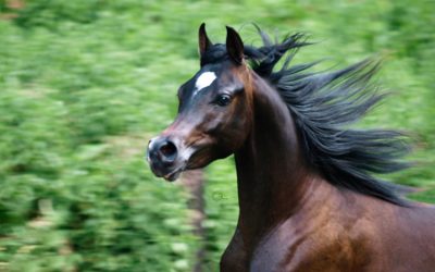 El Mariachi lebt nicht mehr
